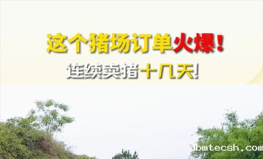 卖猪现场忙，这个猪场订单火爆！
